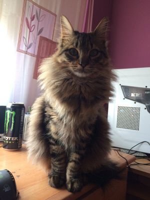 NyaSmoke_'s profile picture. Nyaaaa~ Nyaaaaa~~ :3