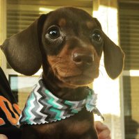 Susie Degutis (@mrs_degutis) 's Twitter Profile
