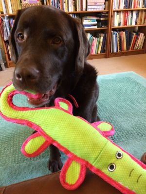 davidgough1's profile picture. 