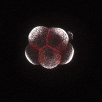 Manzanares lab (@migmanzanares) 's Twitter Profile