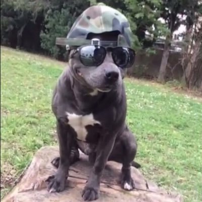 Oiseautyson1's profile picture. 