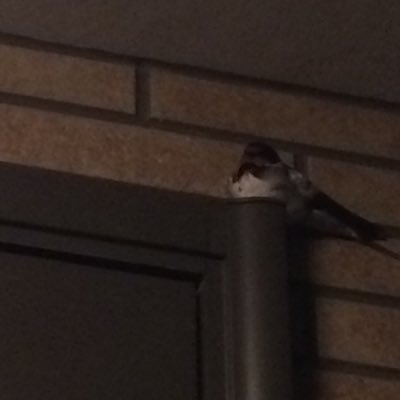 hitomi19670416's profile picture. 