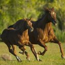 Los caballos de Uma (@1011Uma) Twitter
