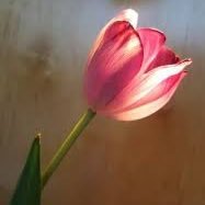 DanaAlabdulla's profile picture. مهندسة كمبيوتر متخصصة في #الأمن_السيبراني و #خصوصية_البيانات . ماجستير في الإدارة الاستراتيجية من HEC Paris