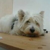 m_maru (@shuttlenk) 's Twitter Profile