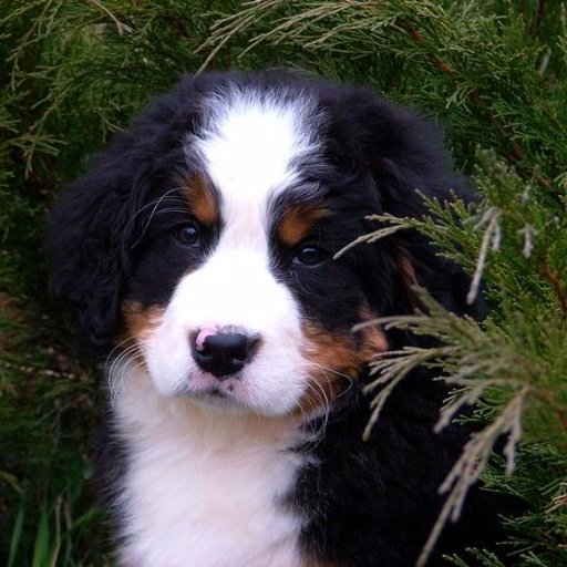 Bernese Mpuntain Dog kennel Spirit Dream