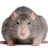 Rat