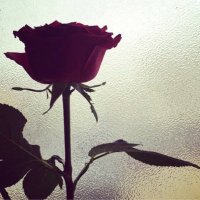 wardah🌹 (@wardh_hs) Twitter profile photo