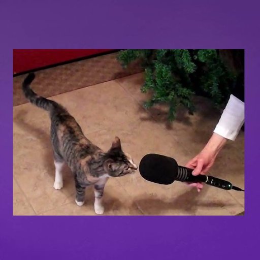#Putyourcatglasseson and find out what #cats want you to know as we explore their world through their eyes. Fast-paced single topic shows.