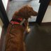 dexter ehremntraut (@the_dog_guy_alp) Twitter profile photo dexter ehremntraut (@the_dog_guy_alp) Twitter profile photo