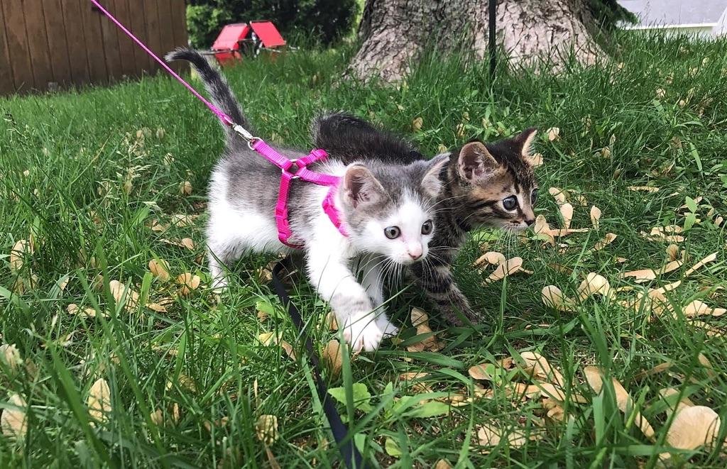 Adventure cats, who like to explore.        

Instagram: freya_and_thor_thecats