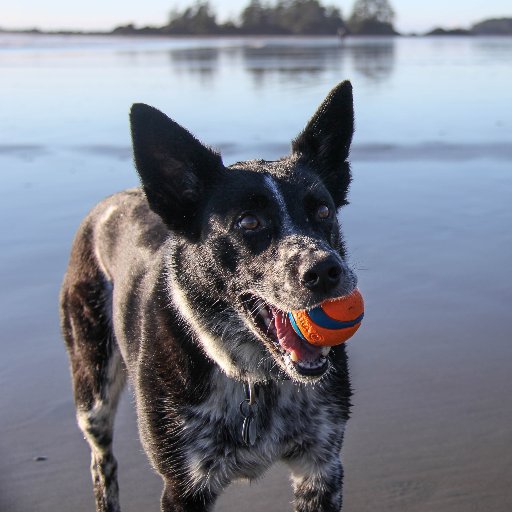 I am a blue heeler x border collie rescue who lives on the west coast and loves adventuring with her humans.
