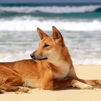 LdogExtreme🇦🇺☘️ (@ldogextreme) 's Twitter Profile