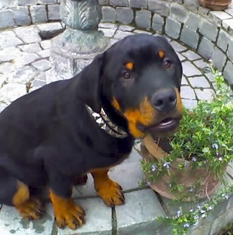 ndelvalleg's profile picture. 