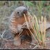 Patriotic Pangolin (@PatriotPangolin) Twitter profile photo