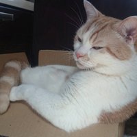 ねこ間堂〜ミナミさん (@nekomado373) 's Twitter Profile Photo