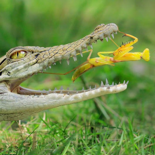 awkwkwk789's profile picture. 我来自 火星