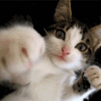 しゃべる ねこ🐾 (@syabe_neko) 's Twitter Profile
