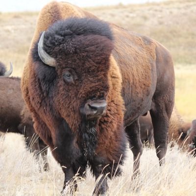 MerekWigness's profile picture. Proudly raising plains bison since 1996. SW sask near Admiral/Cadillac.