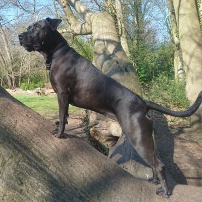 brownboi89's profile picture. “To be a champ you have to believe in yourself when no one else will