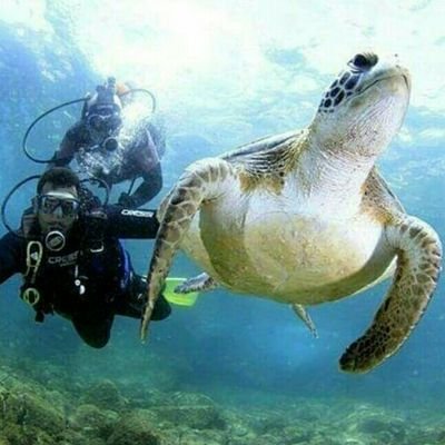 Oferecemos serviços de passeio de barco, mergulho com cilindro e pesca esportiva em Arraial do Cabo/RJ, capital nacional do Mergulho ou Caribe Brasileiro.