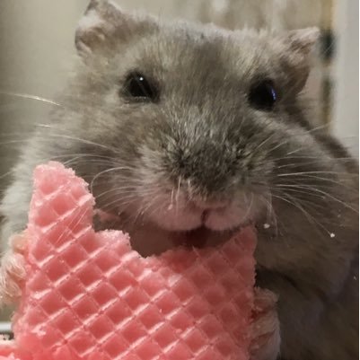 mu_san_hamusuta's profile picture. 秘密結社ハムーメイソン会員です。歌とか曲とかお人形とかのYoutubeチャンネルあります。https://t.co/OfQkvMH9C2チャンネル登録よろしくです。小動物が特に好きですが、動物全般的に好きです。お寿司大好き。太っています。