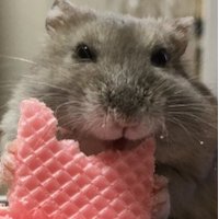 フィッシュ座ムゥYoutubeチャンネル登録してね (@mu_san_hamusuta) 's Twitter Profile Photo