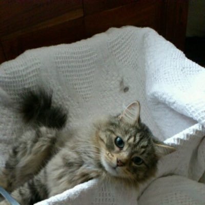 knjsmusic's profile picture. Pianist, educator, lover of all things fluffy