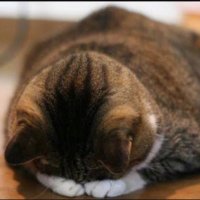 シンジ (@shinji7085) 's Twitter Profile
