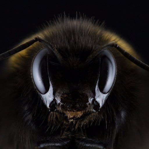 armyforbees's profile picture. 🐝 Tout les moyens sont bons pour #sauver les #abeilles et pour soutenir les #apiculteurs !🐝#ecologie