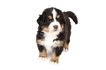 BernerSennehond's profile picture. Op zoek naar Berner Sennenhond pups te koop? Hier vind je de mooiste pups bij fokkers erkend door het International Quality Breeders Logo.