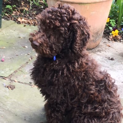 Peterdyche55's profile picture. 