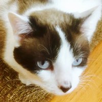 Nanners is mad! 🤬🌈💙🌻🇺🇦 (@nantszc) 's Twitter Profile