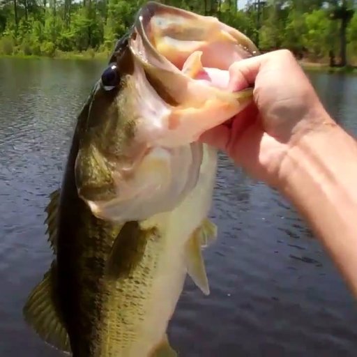 Giving you daily tips and tricks to catcg your next big fish