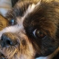 Janine Smith (@j9obsmith) 's Twitter Profile