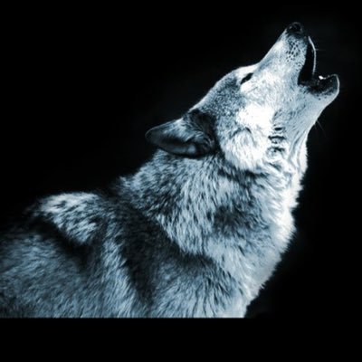 Noah_Norte's profile picture. Un tipo normal buscando su lugar en este mundo.