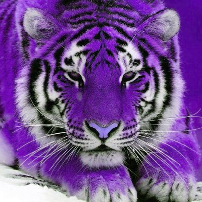 TIGEER_8's profile picture. 