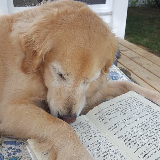 BreesBookBus's profile picture. We deliver the love of reading one "tail" at a time by bringing free books to kids  living in "book deserts"-places where libraries & book stores have closed🐶