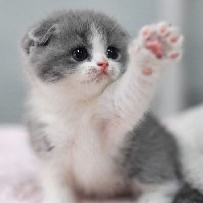 The Real We Rate Cats. Send us your cat pics pls in the DMs