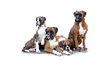 Op zoek naar Boxer pups te koop? Hier vind je de mooiste pups bij fokkers erkend door het International Quality Breeders Logo