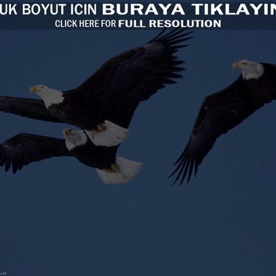 Bolu Merkez / Beşiktaş'lı