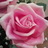 乱薔薇のアイコン