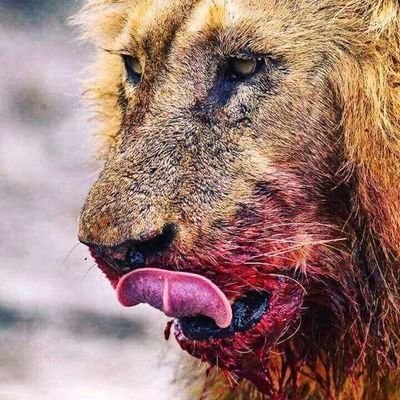 AScharan1444's profile picture. बहका-बहका बीरबल...
