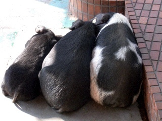 広島市で弁護士をしています。
写真は上野動物園のアグー豚です。
2015年4月28日の私の誕生日に､Paul McCartneyがBirthdayを歌ってくれました。