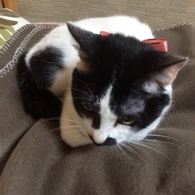 hari_chiro's profile picture. よろしくお願いします。