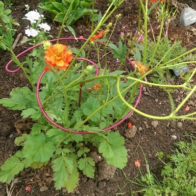 Owned by Tina and Colin lord, Plant Supports UK design and manufacture solid steel plant supports for both the Herbaceous Border and Kitchen Garden.