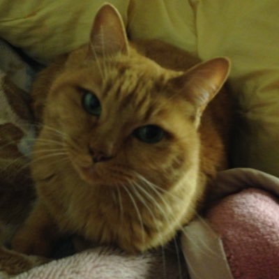 SercretBullet's profile picture. 