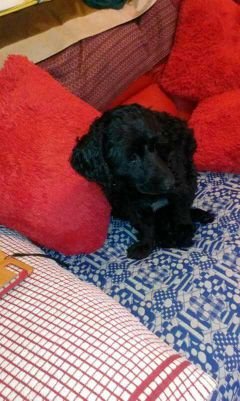 HeleneStavrinou's profile picture. Kind  and caring.