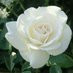 Abdulrehman@..com612 (@abdulsenegal) Twitter profile photo Abdulrehman@..com612 (@abdulsenegal) Twitter profile photo