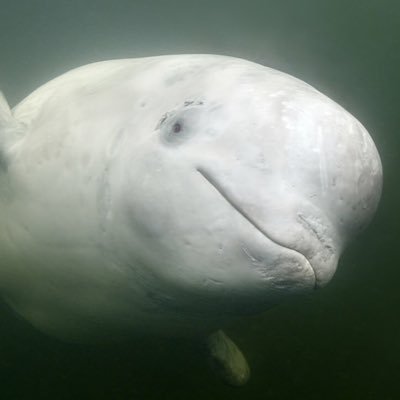 T_TraderCC's profile picture. #CryptoTrader #ChartAnalyst #Berater